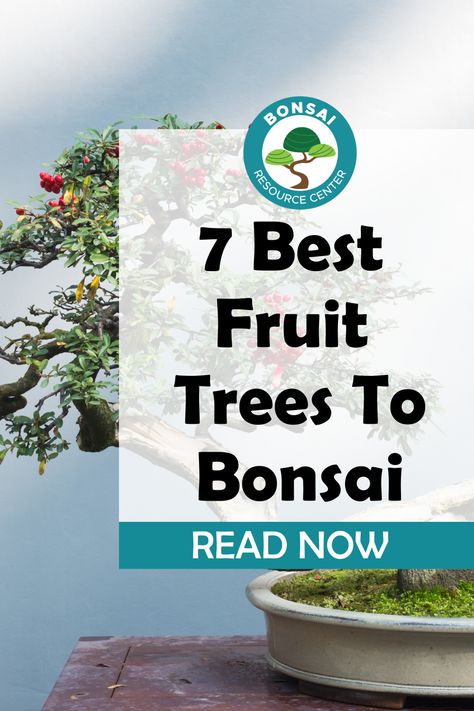 What are the best fruit trees to bonsai? Looking to add a touch of natural beauty and tranquility to your home or garden? Look no further than a stunning bonsai fruit tree! These miniature trees not only bring an exquisite aesthetic appeal and can range in colors. When cared for and pollinated properly, they may even produce fruit! Super Mini Bonsai, Banyan Tree Bonsai, Greenhouse Office, Bonsai Apple Tree, How To Grow Bonsai, Bonsai Fruit Tree, Arizona Garden, Tree Types, Bonsai Pruning