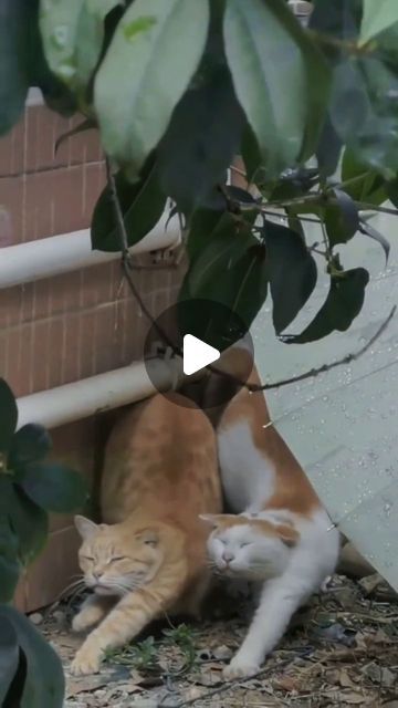 Funny Kitty Videos, Funny Cat Videos Can't Stop Laughing Kittens, Funny Cat Videos Hilarious, Cat Humor Funny, Cats Sleeping Funny, Annoyed Cat, Cat Videos Funny, Kitty Funny, Funny Kittens