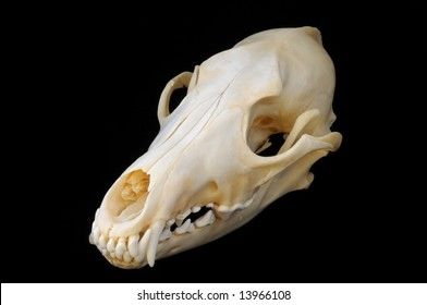 Coyote Skull Reference, Mushroom Sleeve, Botanical Mushroom, Coyote Skull, Skin Walker, Skull Reference, Vulture Culture, Sharp Teeth, Ap Art