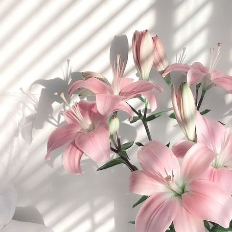 Pink Lily Flower, Lilly Flower, Boquette Flowers, Flower Icons, Nothing But Flowers, Flower Therapy, Flowers For You, I Love Flowers, Pretty Plants