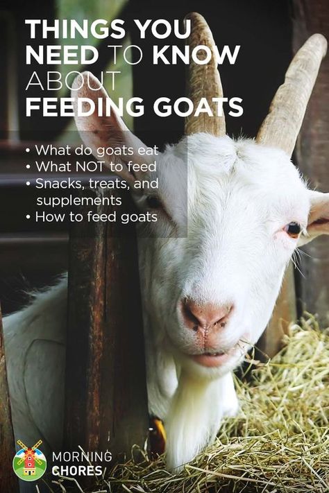 Feeding Goats: What Do Goats Eat, What NOT to Feed, and Everything Else You Need to Know Goat Health, Keeping Goats, Goat Shelter, Mini Goats, Goat House, Feeding Goats, Raising Farm Animals, Goat Care, Goat Barn