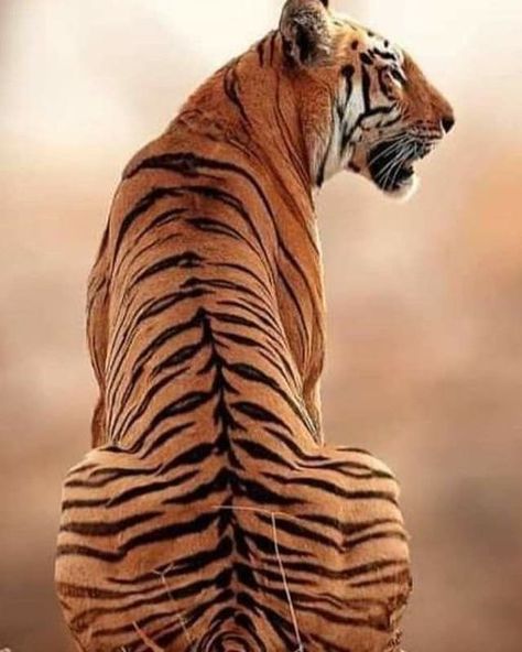 Tigers Love on Instagram: "How beautiful is this? Rate 1/10! Follow us for daily tiger updates👉@tigersdailylove ! Tag a Tiger Lover! DM for credit / removal! #wildlife #wildlifephotography #wildlifeonearth #tiger #tigertiger #tigerking #tigerlover #tigers #tigerfanworld #tigercat #tigershop #tigerloversclub #tigerlovers #tigerlover" Tigre Aesthetic, Tiger Reference Photo, Tiger Reference, Female Tiger, Tiger Photography, Lion Photography, Cat Anatomy, Tiger Pictures, Wild Animals Pictures