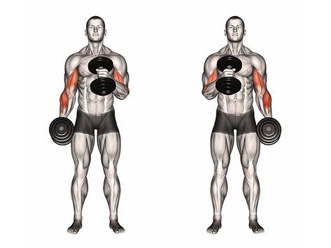 Hammer Curls vs. Bicep Curls: Which One Builds Bigger Arms? - Old School Labs Curls At Home, Upper Body Workout Gym, Workouts Videos, Thursday Workout, Biceps Curl, Dumbbell Bicep Curl, Reverse Curls, Huge Biceps, Workout Split