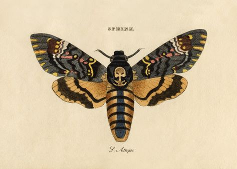 Moth Art Print, Skull Moth, Deaths Head Moth, Moth Art, Unique Maps, Antique Images, Celestial Art, Insect Art, Paper And Ink