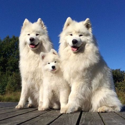 Samoyed Dog, Samoyed Puppy, Dog Family, Samoyed Dogs, Airedale Terrier, Fluffy Dogs, White Dogs, Cute Animal Pictures, Baby Dogs