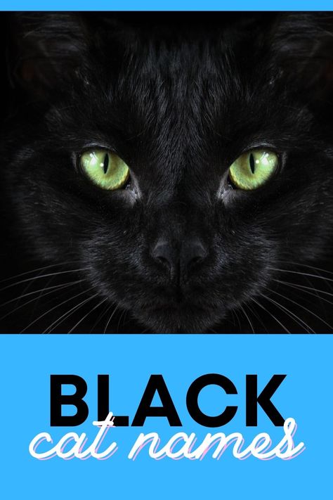 Black cat names Black Cat Names Boys, Black Kitten Names, Male Black Cat Names, Black Cat Names, Boy Cat Names, Names And Meanings, Egyptian Names, Irish Names, Kitten Names