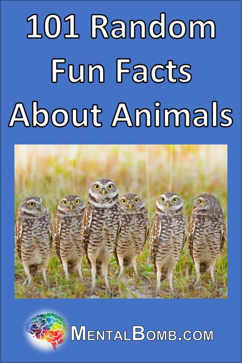 We've created this list of 101 random fun facts about animals for your enjoyment and for you to share with friends!  #FunFacts Fun Facts Animals, Did You Know Facts Funny, Random Animal Facts, Animal Fun Facts, Cool Animal Facts, Interesting Animal Facts, Interesting Facts About Animals, Fun Animal Facts, Amazing Facts About Animals