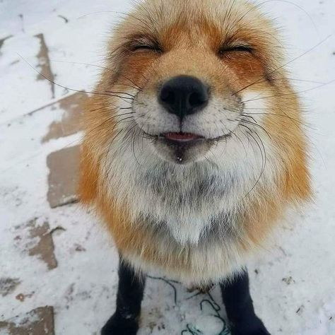 22 Animals That Are Almost Too Cute to Be Real Fox, Animals