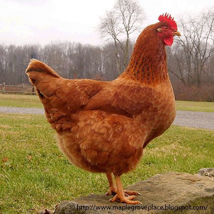 Brown Chicken Animal, Chicken Breeds For Eggs, Chicken Pics, Brown Egg, Brown Chicken, Egg Laying Chickens, Fancy Chickens, Red Chicken, Chicken Hen