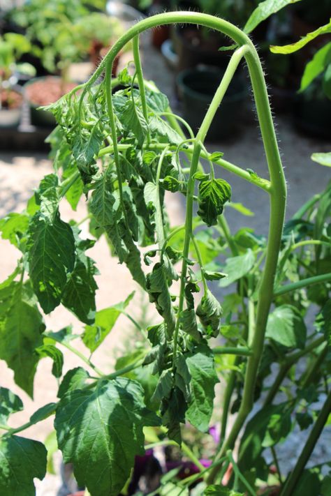 How To Water Tomato Plants - When To Water And When Not To! Tomato Leaves Curling, Tomato Plant Diseases, Tomatoes Plants Problems, Watering Tomatoes, Backyard Vegetable Garden, Tomato Leaves, Tomato Harvest, Vegetable Garden Tips, Tomato Plant