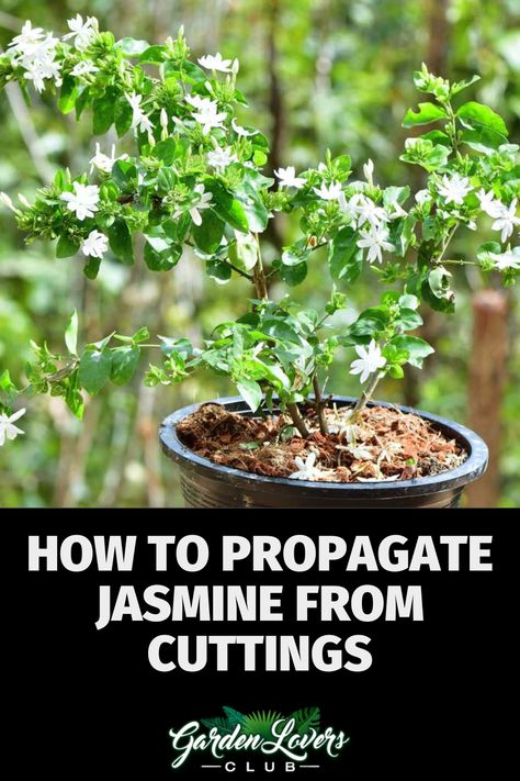 Jasmine is a popular decorative plant that produces beautiful white flowers when properly cared for and propagated. Propagating Jasmine From Cuttings, Propagating Jasmine Vine, Propagate Jasmine Plant, Jasmine Propagation, Jasmine Plant Care, Jasmine Tree, Outdoor Therapy, White Jasmine Flower, Beautiful White Flowers