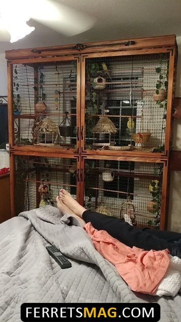 Walk In Aviary Diy, Indoor Avaries, Aviary Aesthetic, Parakeet Aviary, Diy Parakeet Cage, Indoor Aviary, Budgie Cage, Pet Pigeon, Diy Bird Cage