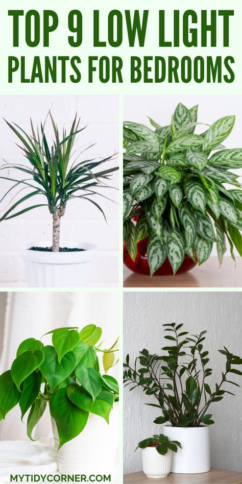 Collage of the best low light plants for bedrooms. Low To Medium Light Plants, Indoor Plants For Bedroom, Bedroom Plants Aesthetic, Indoor Plants Decor Bedroom, Low Light Plants Indoor, House Plants Decor Indoor, House Plants Decor Ideas, Light Bedrooms, Home Plants Indoor