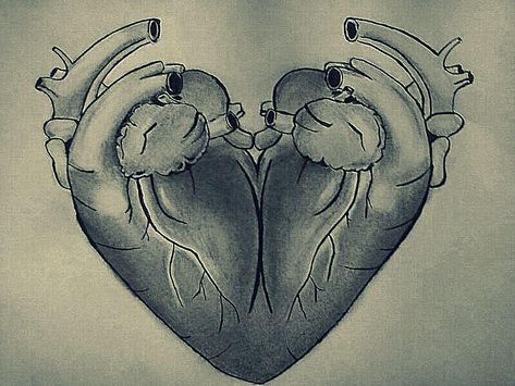 Unknown Facts : Heart logo that you use for love is actually two human hearts fused together – Today I learned something new Arosa, Heart Symbol, Heart Images, Anatomical Heart, Human Heart, Heart Logo, Two Hearts, Heart Tattoo, Heart Design