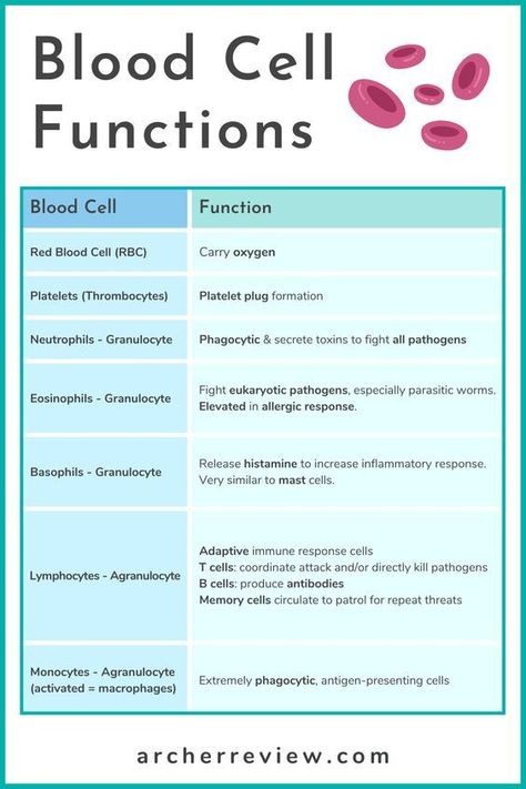 Phlebotomy Study, Nursing Information, Nclex Prep, Nursing School Essential, Nursing School Motivation, Basic Anatomy And Physiology, Nurse Study Notes, Nursing Student Tips, Medical Student Study