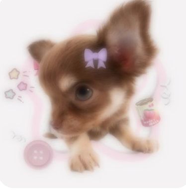 Here are some cute websites 4 U <3 Wancore Icon, Cute Dog Pfp, Cute Dog Icon, Dog Pfps, Cute Websites, Puppy Icon, Puppy Kawaii, Dogs Icon, Dog Kawaii