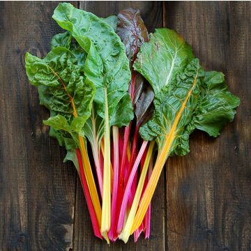 Chard Seed - Certified Organic Non-GMO Seed from High Mowing Organic Seeds Swiss Chard Plant, Rainbow Swiss Chard, Beta Vulgaris, Spring Crops, Chard Recipes, Rainbow Chard, Easy Vegetables To Grow, Seed Pack, Leafy Vegetables