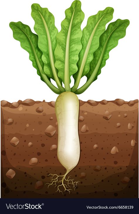 Radish Plant, Vegetables Image, Root Vegetable Illustration, Vector Vegetables, Radish Image, Plants Kindergarten, Vegetable Drawing, Fruit Picture, Powerpoint Background Design