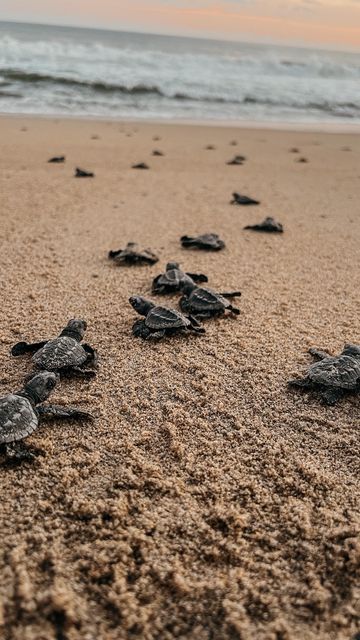 Turtle Volunteering, Turtle On Beach, Costa Rica Beach House, Turtle Rescue, Turtle Sanctuary, Travel Aesthetics, Costa Rica Beaches, Mexican Army, Beach Inspo