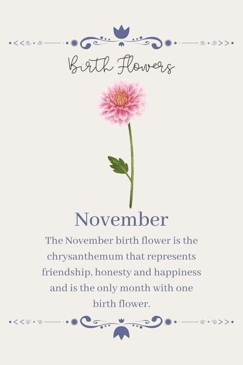 Flowers Of November, Scorpio Flower Birth Month, Chrysanthemum Flower Quotes, Tattoo November Birth Month, November Month Flower, Flowers That Mean Friendship, November Month Aesthetic, November Birth Flowers Tattoo, April And November Flower Tattoo