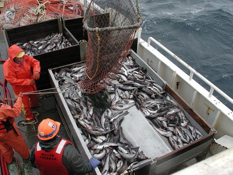 Researchers and global fishing companies form coalition for sustainable seas Sustainable Fishing, Marine Debris, Aquatic Ecosystem, Factory Farming, Fish Stock, Marine Ecosystem, Marine Conservation, Marine Environment, Catching Fish