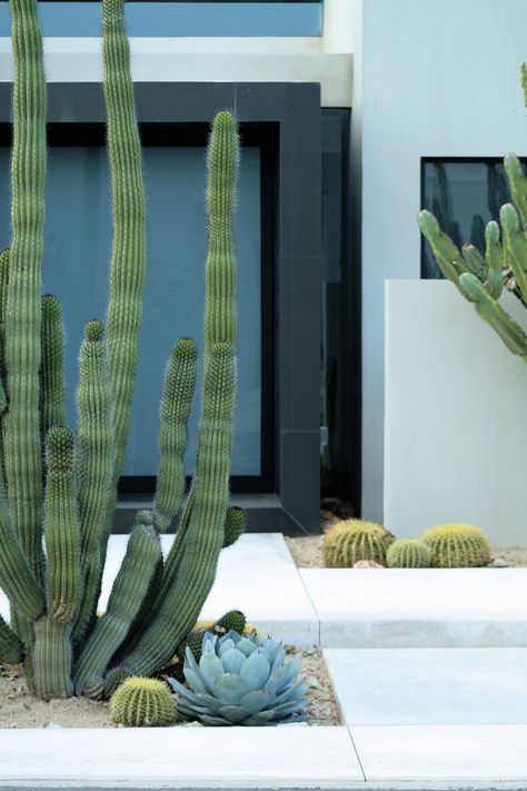 Rooftop Balcony, Modern Garden Landscaping, Succulent Landscape Design, Succulent Landscaping, Plants Ideas, Modern Landscape Design, Modern Garden Design, Desert Garden, Desert Homes