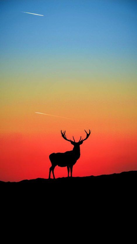 Animal Wallpapers - Page 3 of 11 - iPhone Wallpapers Hunting Wallpaper, Hirsch Silhouette, Deer Wallpaper, Amoled Wallpapers, Wallpaper Sky, Deer Silhouette, Iphone Wallpaper Sky, Silhouette Painting, Oil Pastel Art