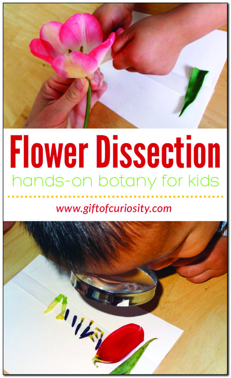 Flower Exploration Preschool, Parts Of The Flower Activities, Parts Of A Flower Lesson Plan, Lifecycle Of A Flower, Montessori Botany Activities, Flower Science Experiment Preschool, Flower Parts Preschool, Learning About Flowers Preschool, Science Flower Activities Preschool