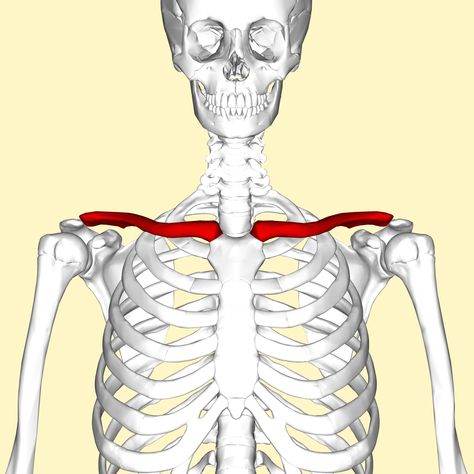 Shoulder Posture, Shoulder Bones, Bone Fracture, Diagram Design, Energy Healer, Collar Bone, Anatomy Reference, Human Anatomy, Anatomy