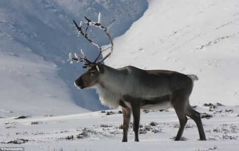 Well looked after: The animals are monitored by staff at the Reindeer Centre in Glenmore Reindeer Reference Photo, Norway Reindeer, Real Reindeer, Reindeer Art, The Glenlivet, Reindeer Photo, Moose Deer, Cairngorms National Park, Reindeer Antlers