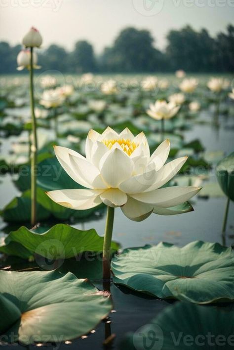 Beautiful white lotus flower blooming in the pond with sunlight. AI Generative White Lotus Flower, Flower Blooming, Tree Saw, Wedding People, White Lotus, Cityscape Photos, Nature Backgrounds, The Pond, Background Banner