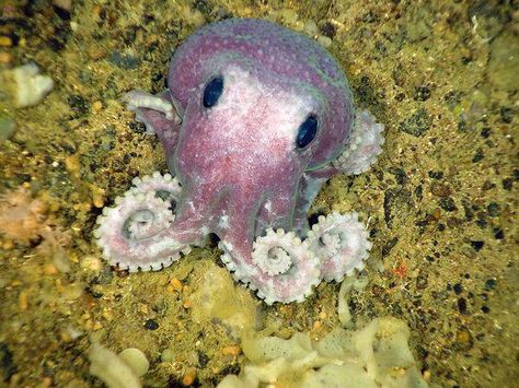 INTERESTING FACT: This unidentified purple octopus is one of 11 potentially new species found during a July deep-sea expedition off Canada's Atlantic coast. Octopus Cute, Cnidaria, Cute Picture, Sea Creature, Cute Animal Pictures, Sea Creatures, Cute Stuff, Octopus, Make Me Smile