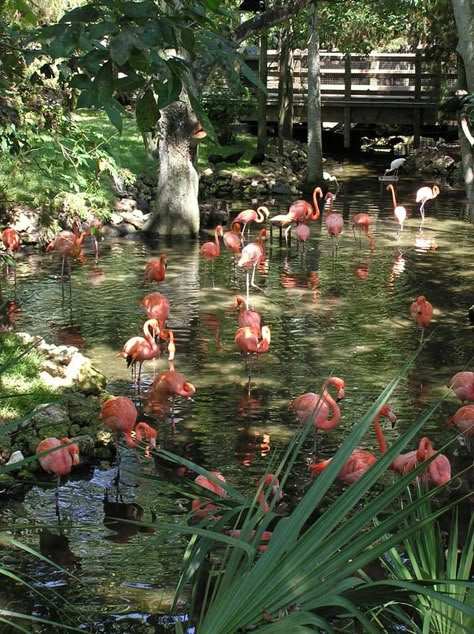 Flamingo Enclosure, Zoo Inspiration, Zoo Architecture, Houston Zoo, Zoo Park, Conservation Biology, Zoo Ideas, Japan Garden, Animal Illustration Art