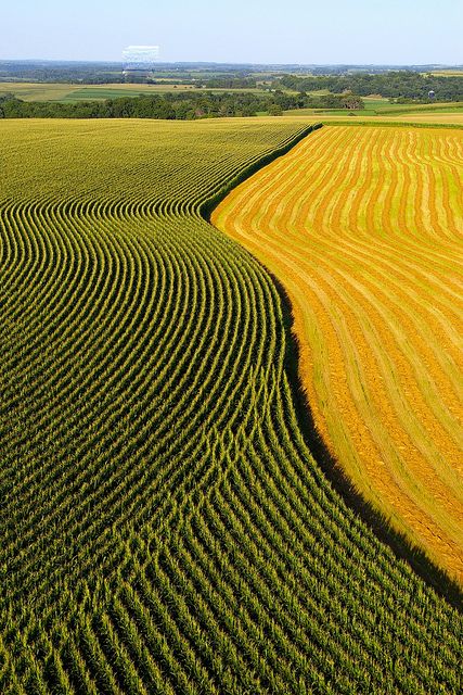 Farmscapes – 2011 Capture the Heart of America Photo Contest Beautiful Farm Land, Corn Field Photography, Field Corn, Crop Field, Corn Field, Farm Land, Farm Field, Aerial Images, Beautiful Farm