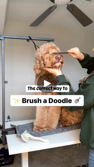 How To Groom A Doodle At Home, Doodle Tail Grooming, Long Hair Dog Grooming Styles, Grooming Doodles At Home, Diy Doodle Grooming, Doodle Face Grooming, Doodle Grooming Styles, Doodle Grooming, Goldendoodle Haircuts