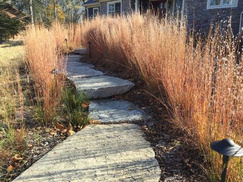 Little Bluestem Along Walk | Creating Sustainable Landscapes Little Bluestem, Front Walkway, Sustainable Landscaping, Meadow Garden, Grasses Landscaping, Grasses, In The Fall, Walkway, Image Types