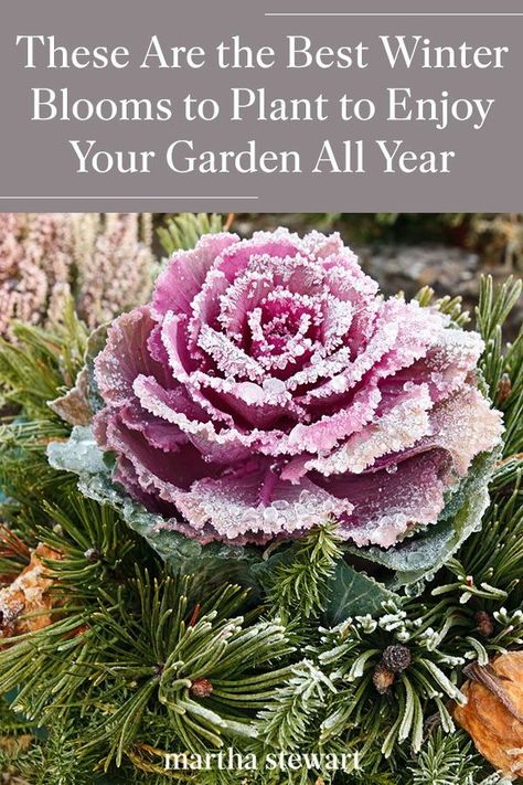 These are the best winter blooming flowers and shrubs that will add color to your yard or front porch for the end of the year. From easy annuals you can plant and flowers that thrive in window boxes to shrubs in the fall that will bloom in the early spring. #gardening #gardenideas #garden #wintergardening #coldweathergardening #wintergarden #marthastewart Winter Porch Flowers, Best Flowers For Flower Boxes, Garden During Winter, Under Window Plants Outdoor, Outdoor Plants For Fall And Winter, Winter Annuals Flowers, Fall Winter Flower Beds, Spring Flowers Garden Landscaping, Winter Landscape Ideas