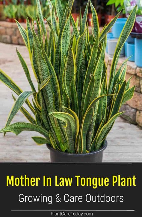 When growing Mother In Law Tongue plant outdoors the snake plant is happiest in bright indirect light. They make excellent potted specimens and handle temperatures over 70° or higher. [DETAILS] Mother In Law Tongue Plant Care, Mother In Law Plant Houseplant, Mother In Law Tongue Plant Outdoors, Mothers Tongue Plant, Mother In Law Tongue Plant, Mexico Garden, Mother In Law Plant, Plants 101, Outdoor Living Patios