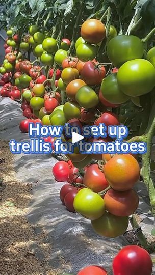 Trellis For Tomatoes, Tomatoes Garden, Regrow Vegetables, Tomato Trellis, Tomato Farming, Diy Trellis, Tomato Cages, Festive Drinks, 10k Views