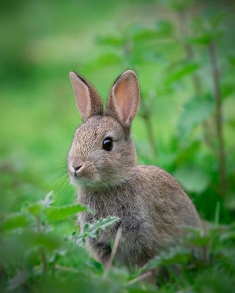 Nature, Wales, Rabbits, Wild Rabbits, Wild Bunny, Young Rabbit, Woodland Bunny, Green Rabbit, Wild Rabbit