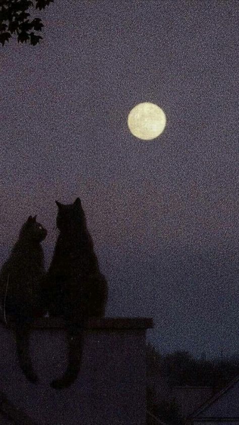 Goodnight Asthetic Picture, Chill Core Aesthetic, Moon And Books Aesthetic, Aesthetic Moon Photos, Animal Asthetic Picture, Dark Cats Aesthetic, Watching The Moon Aesthetic, Moody Feminine Aesthetic, Starflesh Core Aesthetic Wallpaper