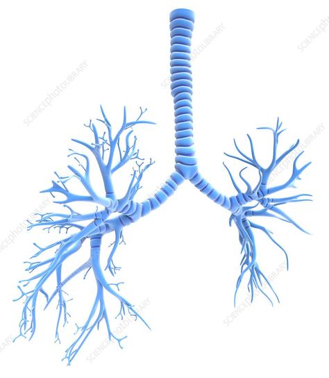 The human bronchial tree is the network of airways serving both lungs. The trunk of the tree is the trachea (windpipe, top centre), which branches into the left and right bronchi. Further divisions of the bronchi then takes place, with the smallest branches, the bronchioles, terminating in alveoli (air sacs), where gaseous exchange with the blood circulation takes place. Bronchial Tree, Human Respiratory System, Tree Artwork, Science Photos, Respiratory System, Lungs, Respiratory, Buy Prints, Photo Library