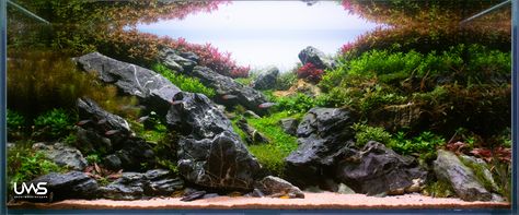 The Brazilian Aquascape style is the creation of a natural and harmonious underwater environment, often inspired by the landscapes of Brazil. This style typically incorporates rocks, driftwood, and live aquatic plants in a way that mimics the beauty of South American river habitats. Brazilian Aquascapes are characterized by their use of minimalist design, balance, and the careful arrangement of hardscape materials and plantings to create a visually striking and serene aquatic display. Brazilian Aquascape, Hardscape Materials, Aquarium Gallery, Underwater River, Underwater Environment, Aquatic Garden, Nature Aquarium, Aquatic Plants, Natural Style