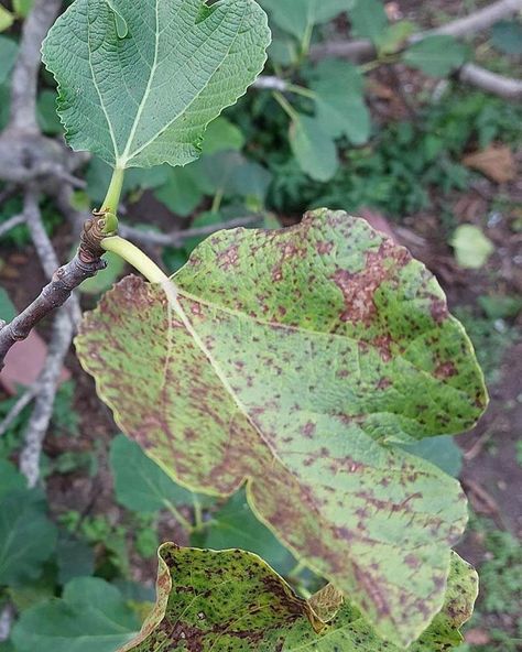 Fig Tree Plant, The Fig Tree, Fig Trees, Fig Fruit, Soil Layers, Powdery Mildew, Fig Leaves, Fig Tree, Growing Indoors