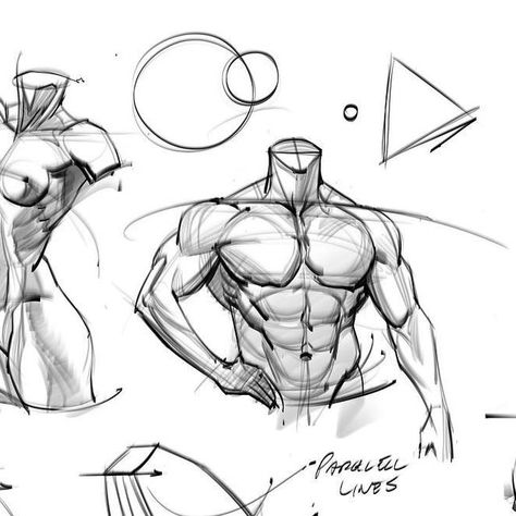 Men Chest Drawing, Chest Anatomy, Muscles Art, Torso Muscles, Torso Study, Sketches Anatomy, How To Draw Abs, Arm Anatomy, Human Muscle Anatomy