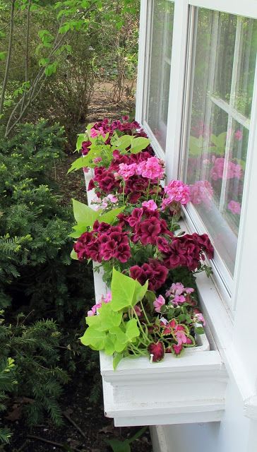 Window Box Ideas, Window Box Plants, Window Box Garden, Boxes Ideas, Plant Window, Window Box Flowers, Flowers And Greenery, Garden Vines, Window Planter Boxes