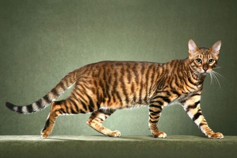 Naturally, certain cat breeds are more uncommon and costly than others. Hybrids descended directly from exotic wild cats are generally the most expensive cat breeds. Toyger Cat, Cat In Heat, Cat Call, Cat Reference, Siberian Cat, Beautiful Cat Breeds, Cats For Sale, Most Beautiful Cat Breeds, Cat Pose