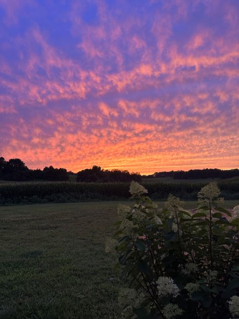 Sunset Kentucky beautiful pic inspo hydrangeas Hydrangea, Kentucky, Flowers