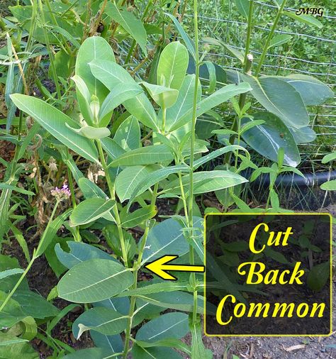 Asclepias Syriaca- Common Milkweed For Monarch Caterpillars Gardeners Journal, Dyi Garden, Asclepias Syriaca, Monarch Butterfly Habitat, Monarch Migration, Raising Monarch Butterflies, Common Milkweed, Butterfly Cage, Potting Plants