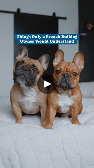 Funny Frenchie Videos, Frenchy Puppies, French Bulldog Videos, Funny French Bulldogs, Frenchie Bulldog Puppy, Funny Frenchies, Frenchie Pug, Frenchie Puppies, Baby French Bulldog